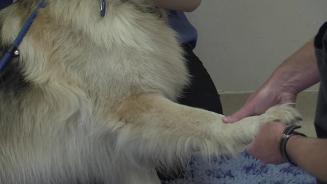 Thumbnail for Orthopaedic examination and lameness assessment in the dog