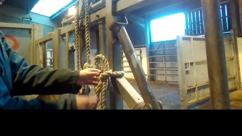 Thumbnail for entry Cattle quick release knot