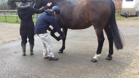 Thumbnail for entry Equine lameness examination