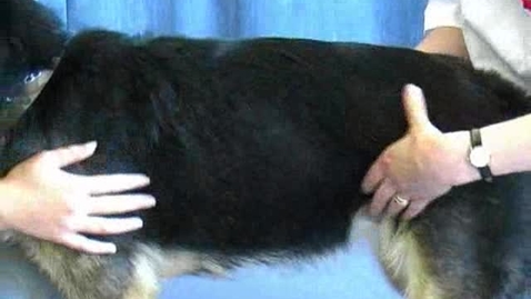 Thumbnail for Palpation in the dog