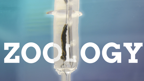 Thumbnail for entry Zoology | optional modules, field courses and ladybird research