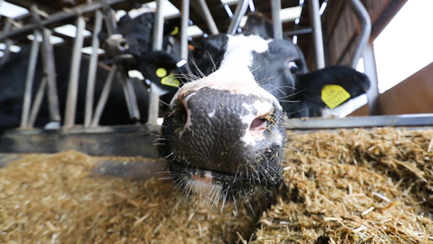 Thumbnail for entry State of the art Dairy Centre at Sutton Bonington Campus