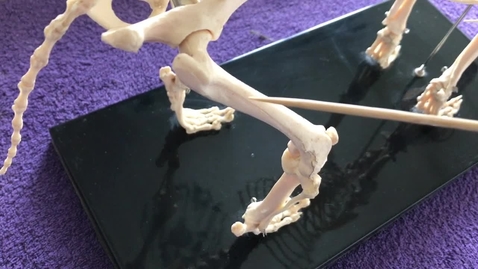 Thumbnail for Hindlimb of the dog: Femur