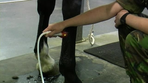 Thumbnail for Performing an ultrasound of the equine distal limb