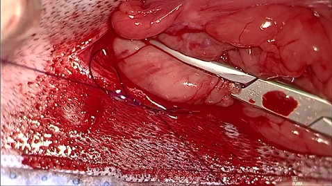 Thumbnail for Ovariohysterectomy in the bitch: Ligation of the ovarian pedicle using modified Miller's knot