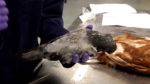 Thumbnail for Heart and lung sounds in the bird