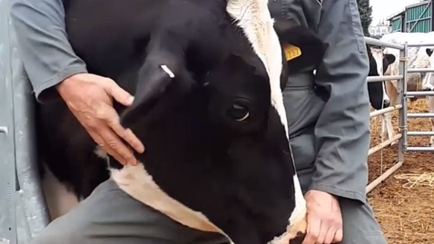 Thumbnail for How to nose cattle