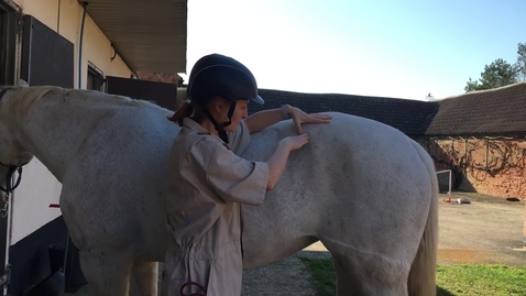 Thumbnail for Clinical examination in the horse: Pelvis and stifle exam