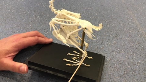Thumbnail for Hindlimb of the bird