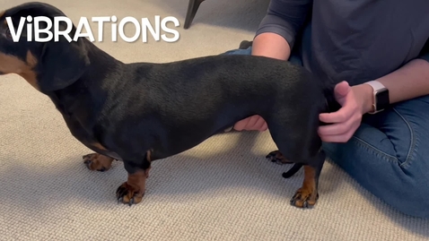 Thumbnail for entry Canine massage techniques: Vibrations