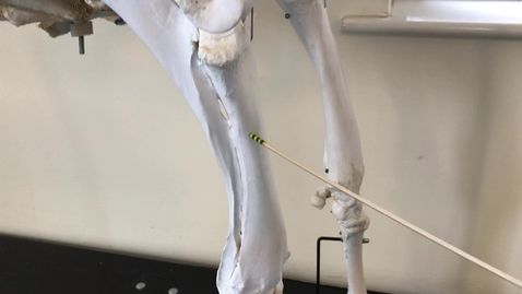 Thumbnail for Anatomy of the ox forelimb