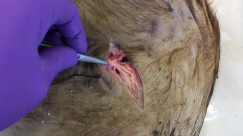 Thumbnail for Cow udder showing supporting ligaments