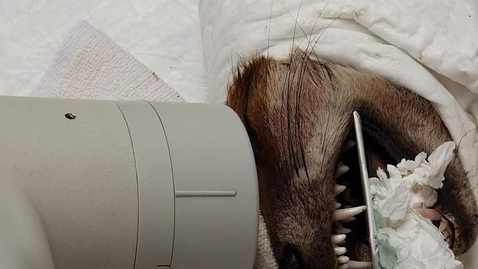 Thumbnail for Dental radiography: Upper incisors