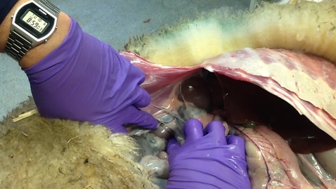 Thumbnail for Anatomy of the gastrointestinal tract in the ruminant: Kidneys