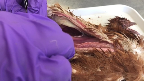 Thumbnail for Anatomical dissection of the bird: Clip 2