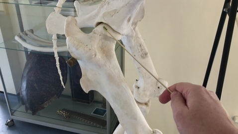 Thumbnail for Hindlimb of the horse: Femur