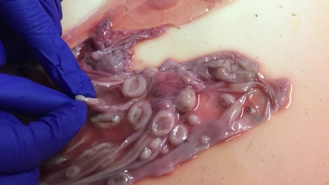 Thumbnail for Ovine placenta in early gestation