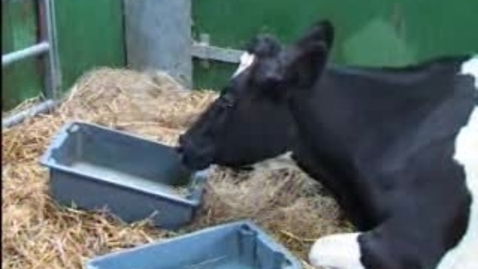 Thumbnail for The Mad Cow: BSE Clip 9