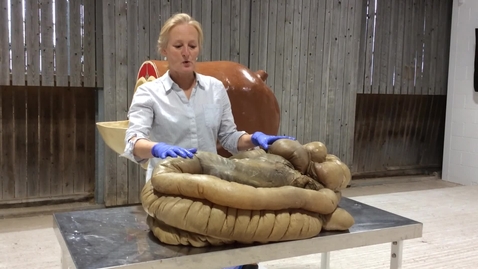 Thumbnail for Equine large intestinal anatomy and colic
