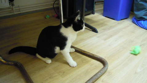 Thumbnail for The Wobbly Cat: Fluffle Harkiss