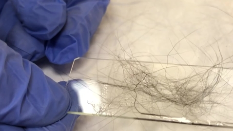 Thumbnail for Coat brushing/combing for microscopy sample and wet paper test
