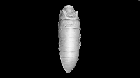 Thumbnail for Cockroach 3D Movie