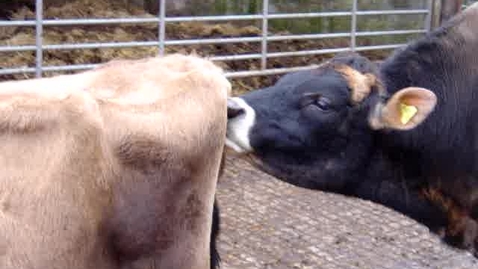 Thumbnail for Flehmen response in cattle
