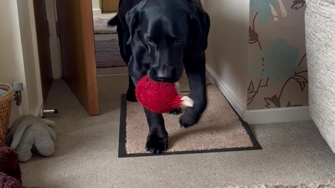 Thumbnail for Elbow osteoarthritis in the dog: Gait