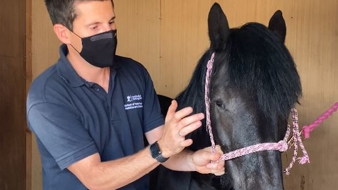 Thumbnail for entry Ophthalmic examination in the horse:  Reflexes and responses