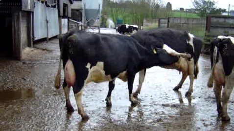 Thumbnail for entry Signs of oestrus: Bulling (lifting leg and chin resting) in cattle