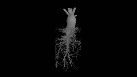 Thumbnail for UoN The Hidden Half: Sugar Beet