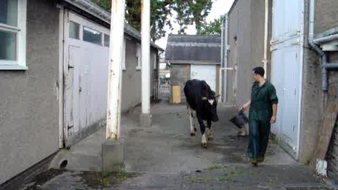 Thumbnail for Cerebellar hypoplasia in cattle