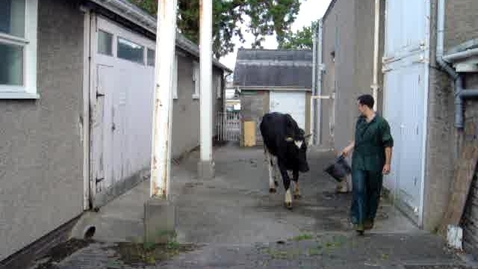 Thumbnail for entry Cerebellar hypoplasia in cattle