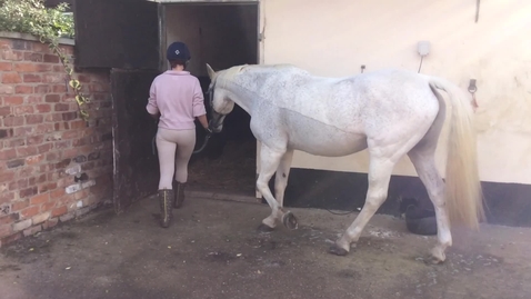 Thumbnail for Rectal palpation in the horse