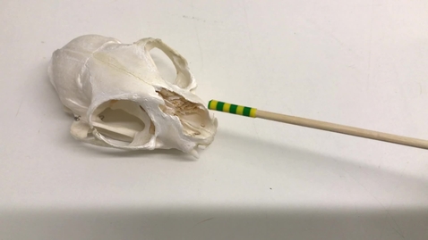Thumbnail for Anatomy of the cat skull