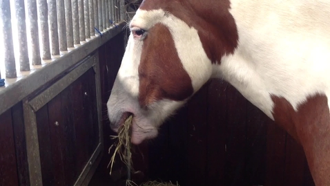 Thumbnail for Eating and swallowing in the horse: Clip 1