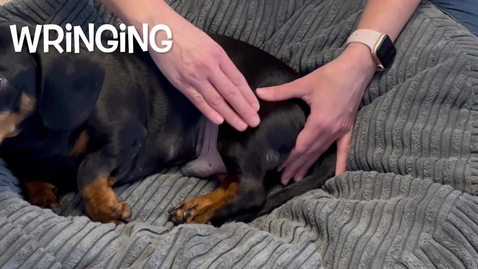 Thumbnail for Canine massage techniques: Wringing
