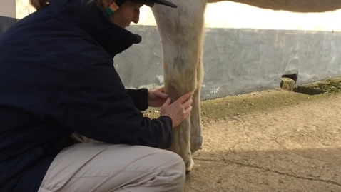 Thumbnail for entry Forelimb palpation in the horse: Antebrachium and carpus