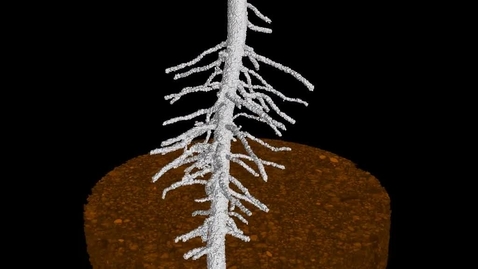 Thumbnail for entry Root system of a maize (Zea mays) seeding