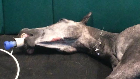 Thumbnail for Stimulating horse to breathe in recovery