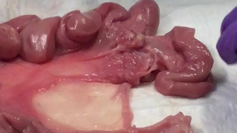 Thumbnail for Reproductive tract in the sow