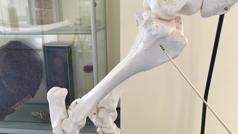 Thumbnail for Hindlimb of the horse: Tibia and fibula