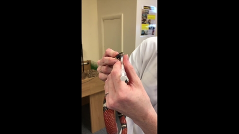 Thumbnail for Examining the mouth in the snake