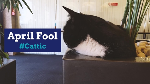 Thumbnail for April Fool - #Cattic