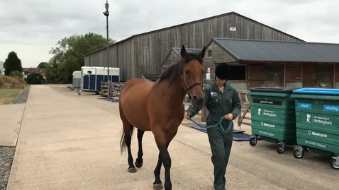 Thumbnail for Leading for walk and trot