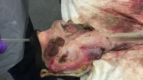 Thumbnail for Catheterisation of the bovine uterus