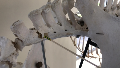 Thumbnail for Axial skeleton of the horse: Sacral vertebrae