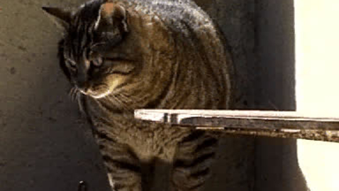 Thumbnail for Feline behaviour: Clip 2