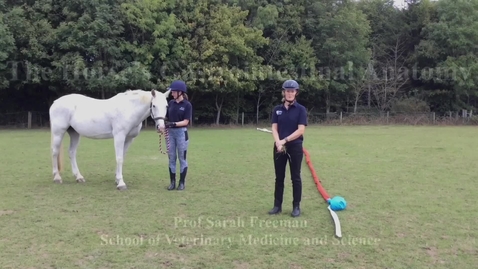 Thumbnail for Gastrointestinal anatomy in the horse