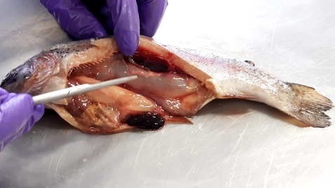 Thumbnail for Anatomy of the gastrointestinal tract in the fish: Swim bladder